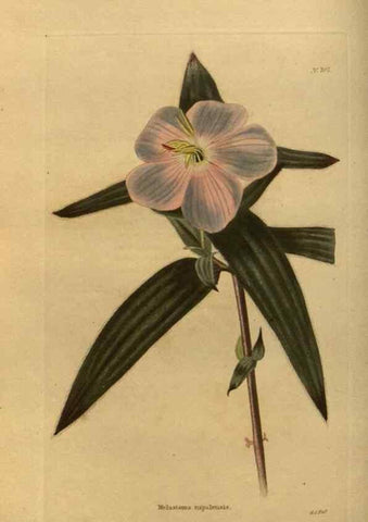Reproducción/Reproduction 48754414327: The botanical cabinet. London :John & Arthur Arch ...,1817-1833.. 