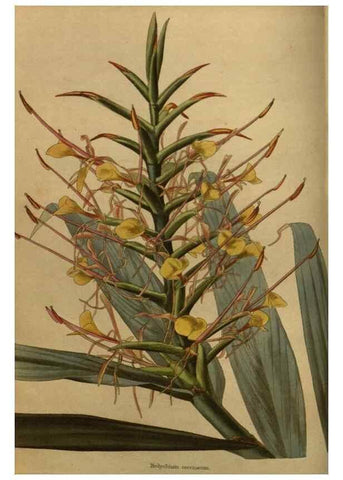 Reproducción/Reproduction 48753897653: The botanical cabinet. London :John & Arthur Arch ...,1817-1833.. 
