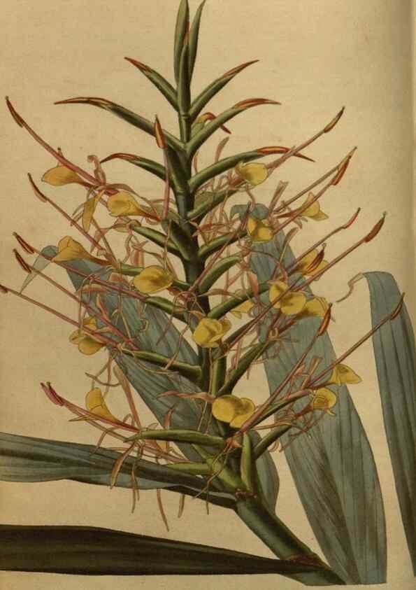 Reproducción/Reproduction 48753897653: The botanical cabinet. London :John & Arthur Arch ...,1817-1833.. 