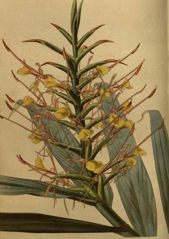 Reproducción/Reproduction 48753897653: The botanical cabinet. London :John & Arthur Arch ...,1817-1833.. 