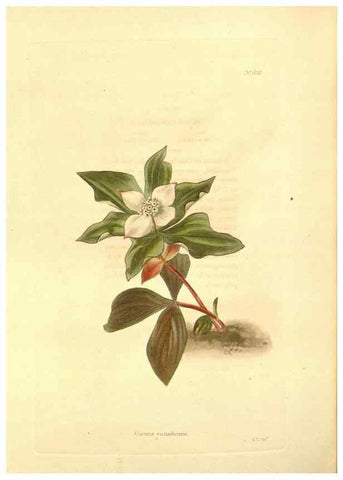 Reproducción/Reproduction 48754323747: The botanical cabinet. London :John & Arthur Arch ...,1817-1833.. 