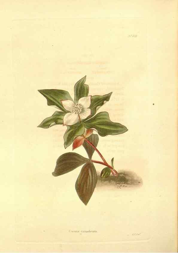 Reproducción/Reproduction 48754323747: The botanical cabinet. London :John & Arthur Arch ...,1817-1833.. 