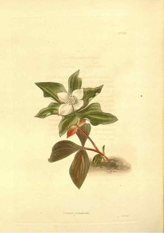 Reproducción/Reproduction 48754323747: The botanical cabinet. London :John & Arthur Arch ...,1817-1833.. 