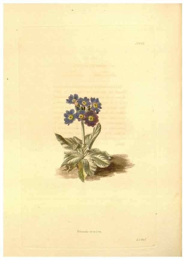 Reproducción/Reproduction 48754324012: The botanical cabinet. London :John & Arthur Arch ...,1817-1833.. 