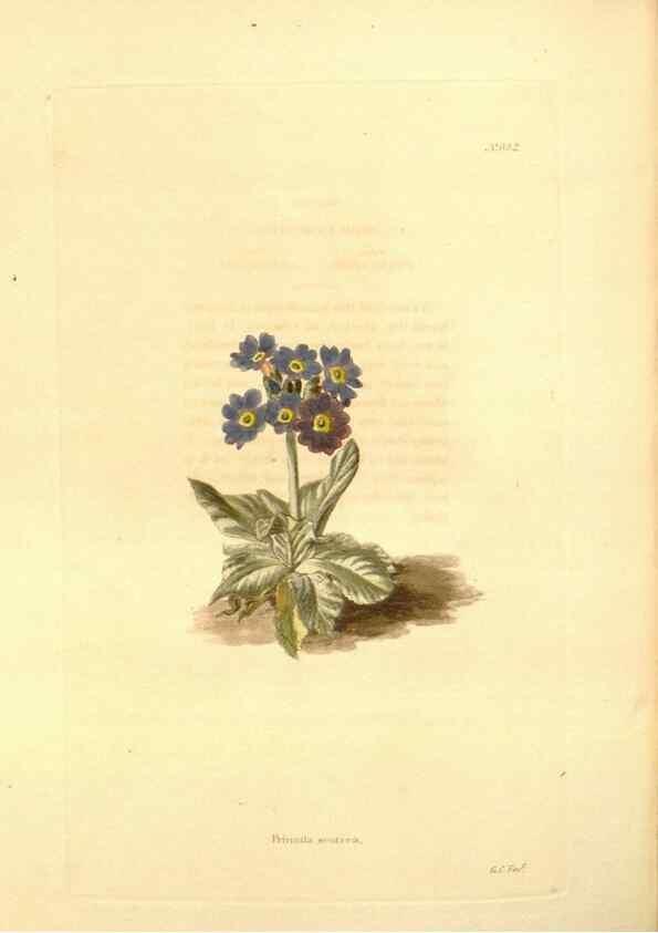 Reproducción/Reproduction 48754324012: The botanical cabinet. London :John & Arthur Arch ...,1817-1833.. 
