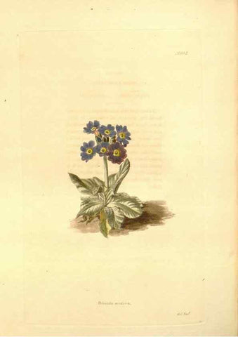 Reproducción/Reproduction 48754324012: The botanical cabinet. London :John & Arthur Arch ...,1817-1833.. 