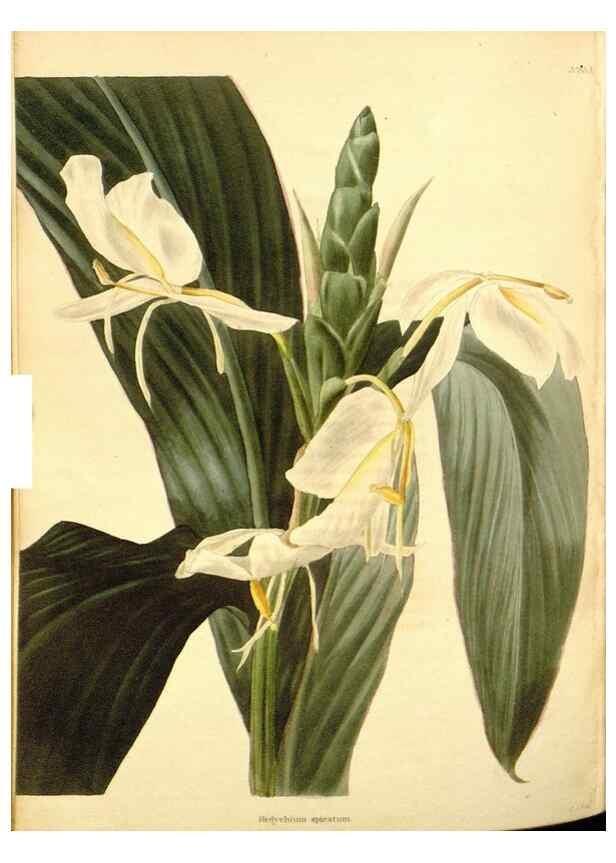 Reproducción/Reproduction 48754324297: The botanical cabinet. London :John & Arthur Arch ...,1817-1833.. 