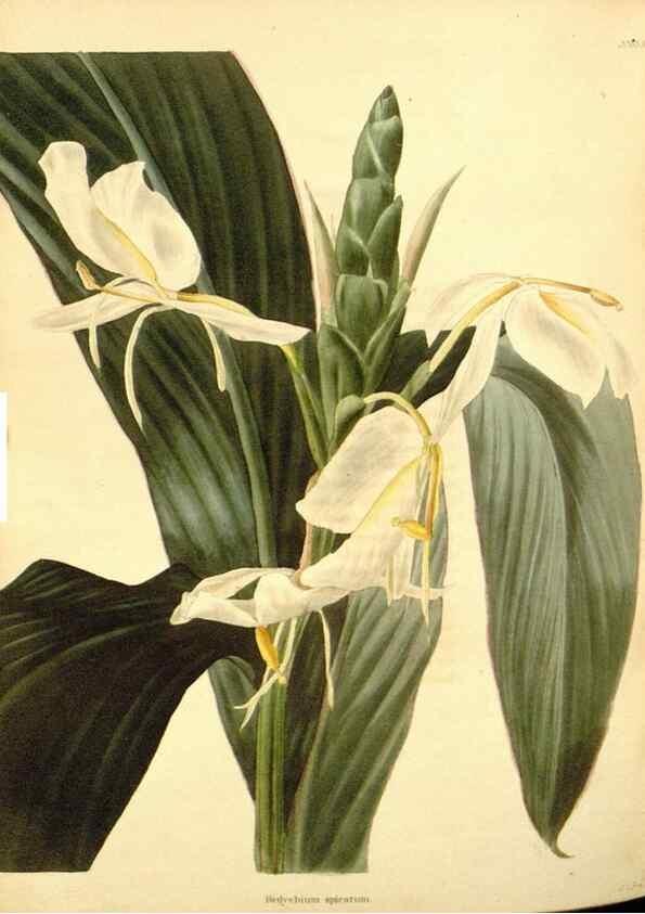 Reproducción/Reproduction 48754324297: The botanical cabinet. London :John & Arthur Arch ...,1817-1833.. 