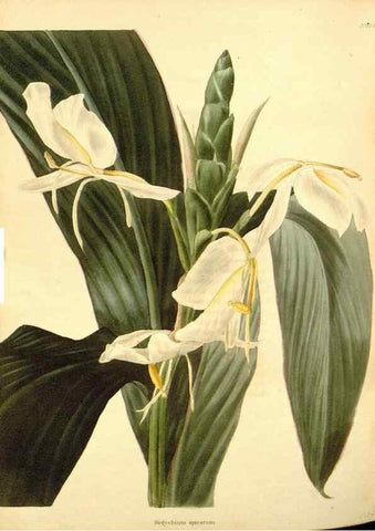 Reproducción/Reproduction 48754324297: The botanical cabinet. London :John & Arthur Arch ...,1817-1833.. 