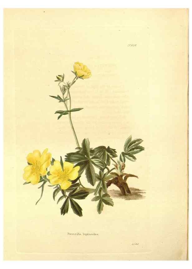 Reproducción/Reproduction 48753809958: The botanical cabinet. London :John & Arthur Arch ...,1817-1833.. 