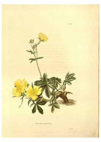 Reproducción/Reproduction 48753809958: The botanical cabinet. London :John & Arthur Arch ...,1817-1833.. 