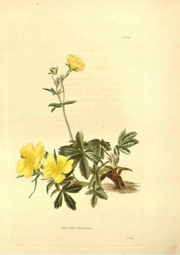 Reproducción/Reproduction 48753809958: The botanical cabinet. London :John & Arthur Arch ...,1817-1833.. 