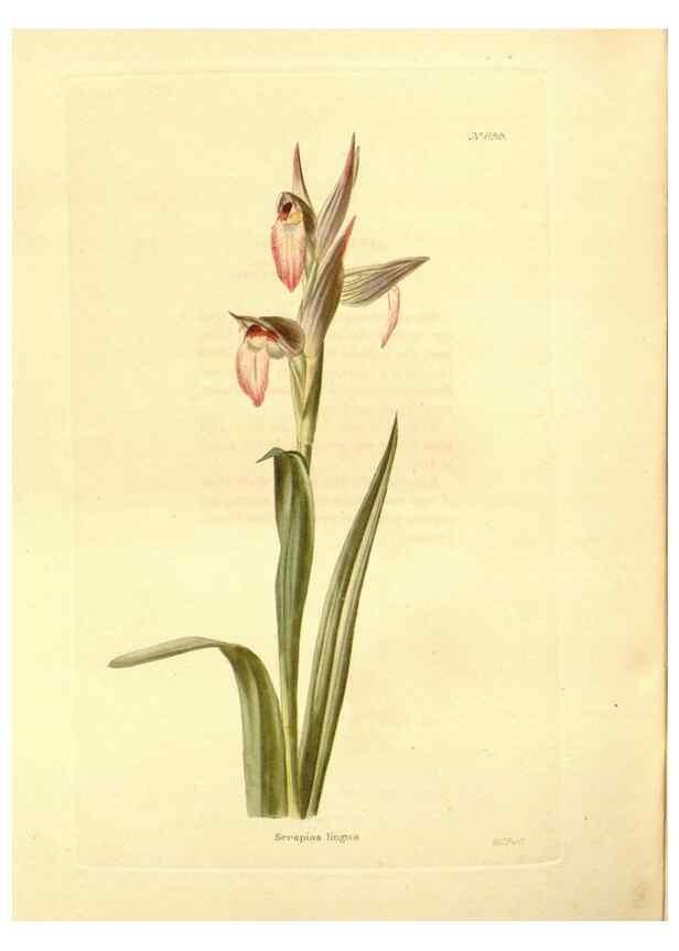 Reproducción/Reproduction 48754324807: The botanical cabinet. London :John & Arthur Arch ...,1817-1833.. 
