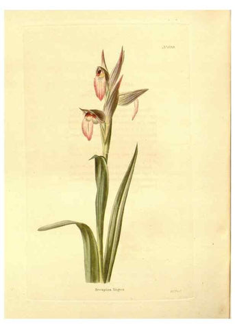 Reproducción/Reproduction 48754324807: The botanical cabinet. London :John & Arthur Arch ...,1817-1833.. 