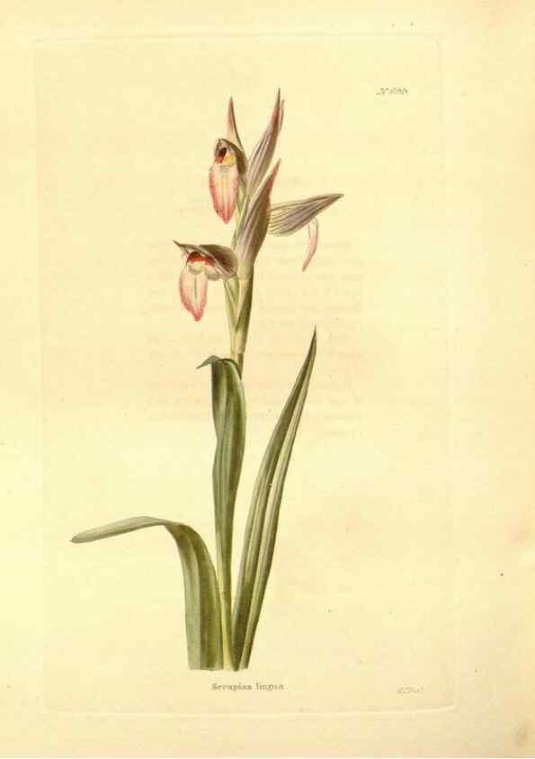 Reproducción/Reproduction 48754324807: The botanical cabinet. London :John & Arthur Arch ...,1817-1833.. 