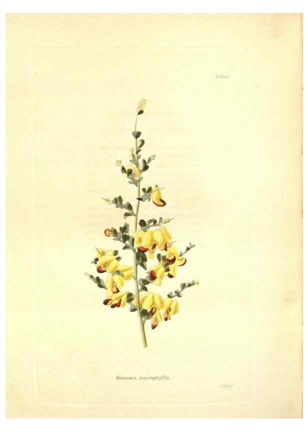 Reproducción/Reproduction 48753810433: The botanical cabinet. London :John & Arthur Arch ...,1817-1833.. 