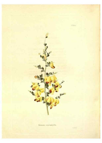 Reproducción/Reproduction 48753810433: The botanical cabinet. London :John & Arthur Arch ...,1817-1833.. 