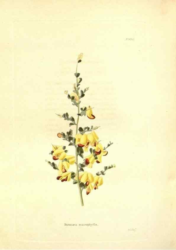 Reproducción/Reproduction 48753810433: The botanical cabinet. London :John & Arthur Arch ...,1817-1833.. 