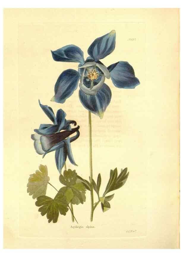Reproducción/Reproduction 48754133701: The botanical cabinet. London :John & Arthur Arch ...,1817-1833.. 