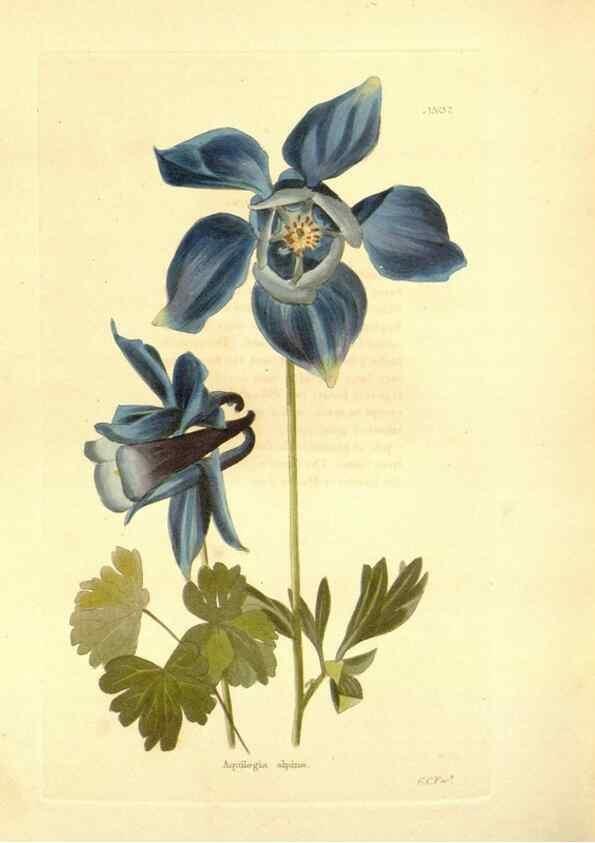 Reproducción/Reproduction 48754133701: The botanical cabinet. London :John & Arthur Arch ...,1817-1833.. 