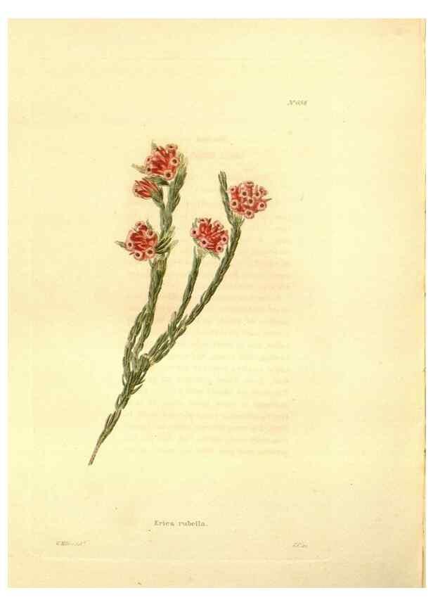 Reproducción/Reproduction 48754134016: The botanical cabinet. London :John & Arthur Arch ...,1817-1833.. 