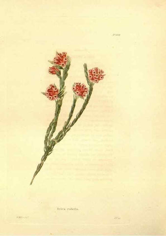 Reproducción/Reproduction 48754134016: The botanical cabinet. London :John & Arthur Arch ...,1817-1833.. 