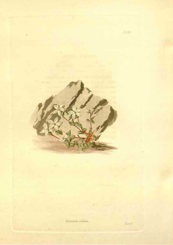 Reproducción/Reproduction 48754134366: The botanical cabinet. London :John & Arthur Arch ...,1817-1833.. 
