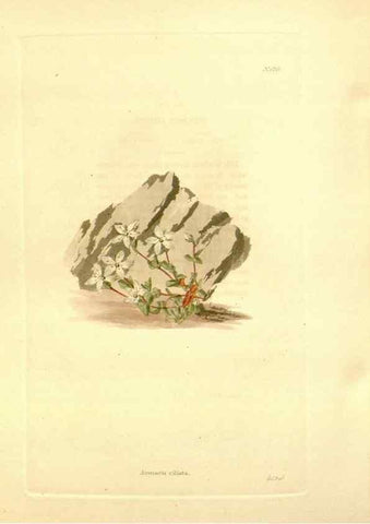 Reproducción/Reproduction 48754134366: The botanical cabinet. London :John & Arthur Arch ...,1817-1833.. 