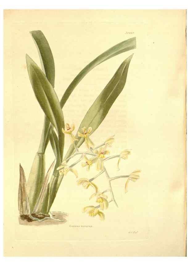 Reproducción/Reproduction 48754326027: The botanical cabinet. London :John & Arthur Arch ...,1817-1833.. 