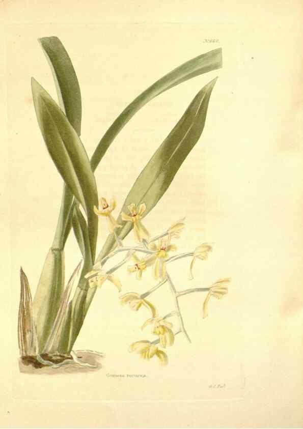 Reproducción/Reproduction 48754326027: The botanical cabinet. London :John & Arthur Arch ...,1817-1833.. 