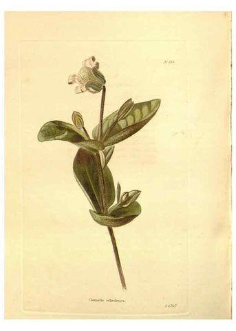 Reproducción/Reproduction 48754134876: The botanical cabinet. London :John & Arthur Arch ...,1817-1833.. 