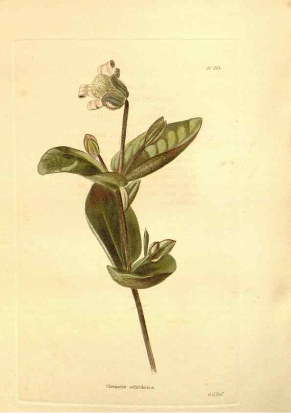 Reproducción/Reproduction 48754134876: The botanical cabinet. London :John & Arthur Arch ...,1817-1833.. 