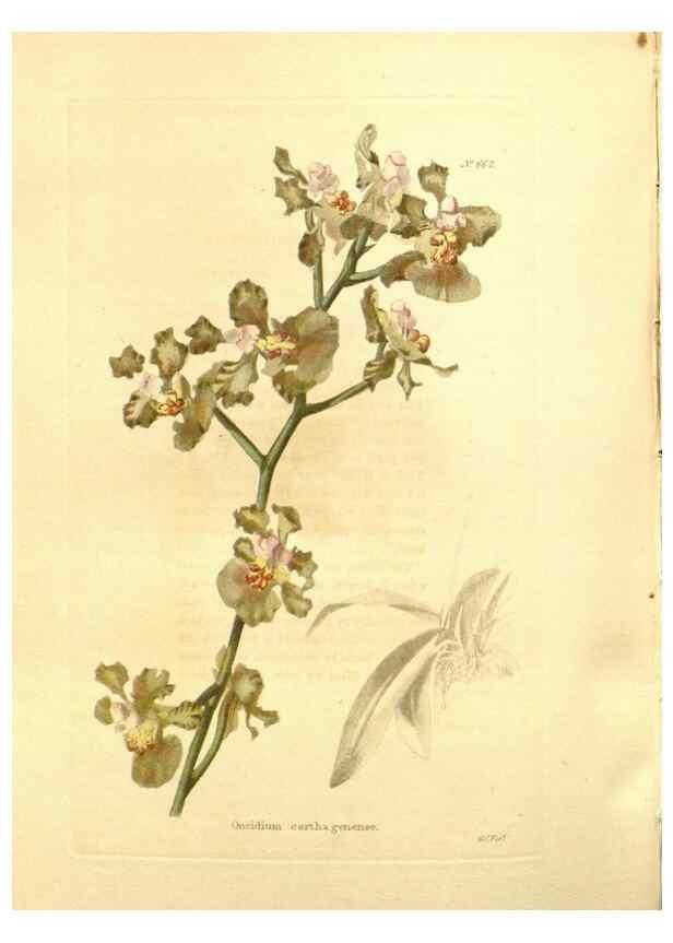 Reproducción/Reproduction 48753812203: The botanical cabinet. London :John & Arthur Arch ...,1817-1833.. 