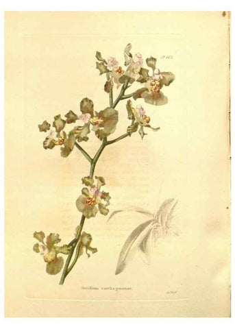 Reproducción/Reproduction 48753812203: The botanical cabinet. London :John & Arthur Arch ...,1817-1833.. 
