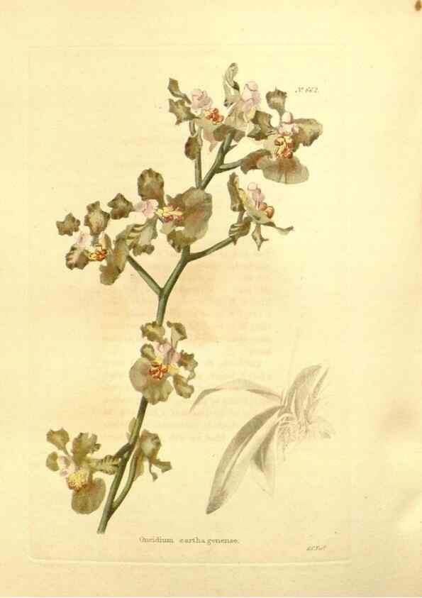 Reproducción/Reproduction 48753812203: The botanical cabinet. London :John & Arthur Arch ...,1817-1833.. 