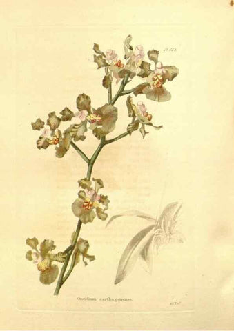 Reproducción/Reproduction 48753812203: The botanical cabinet. London :John & Arthur Arch ...,1817-1833.. 