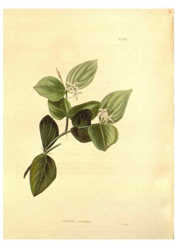 Reproducción/Reproduction 48753812568: The botanical cabinet. London :John & Arthur Arch ...,1817-1833.. 