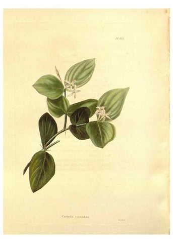 Reproducción/Reproduction 48753812568: The botanical cabinet. London :John & Arthur Arch ...,1817-1833.. 