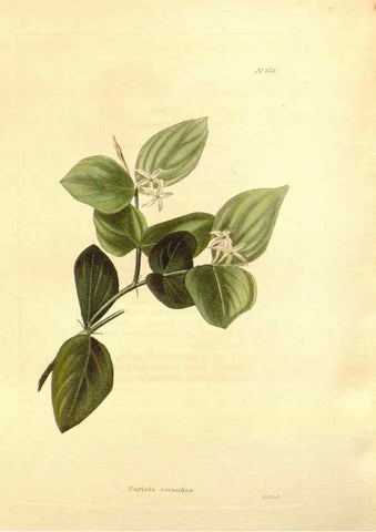 Reproducción/Reproduction 48753812568: The botanical cabinet. London :John & Arthur Arch ...,1817-1833.. 