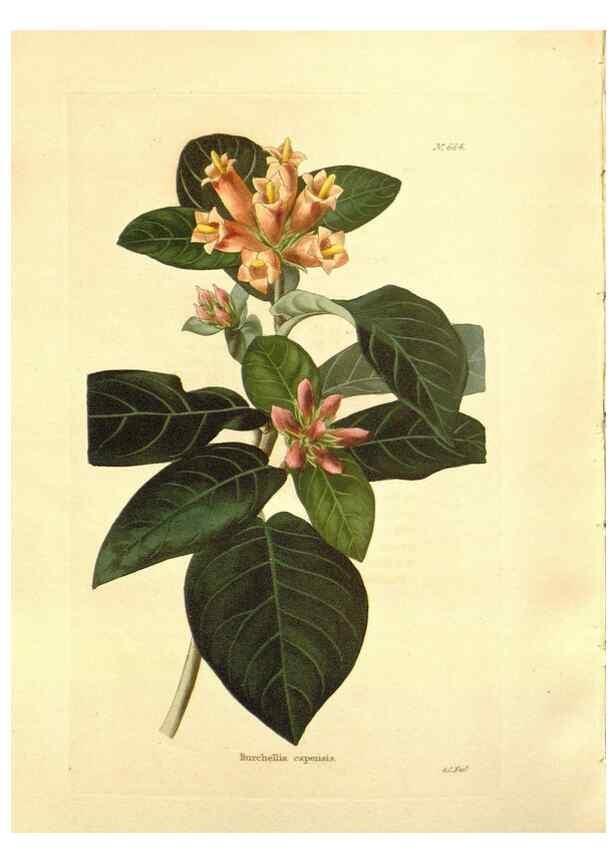 Reproducción/Reproduction 48753813048: The botanical cabinet. London :John & Arthur Arch ...,1817-1833.. 