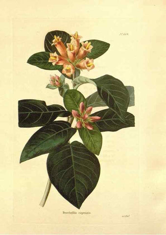 Reproducción/Reproduction 48753813048: The botanical cabinet. London :John & Arthur Arch ...,1817-1833.. 