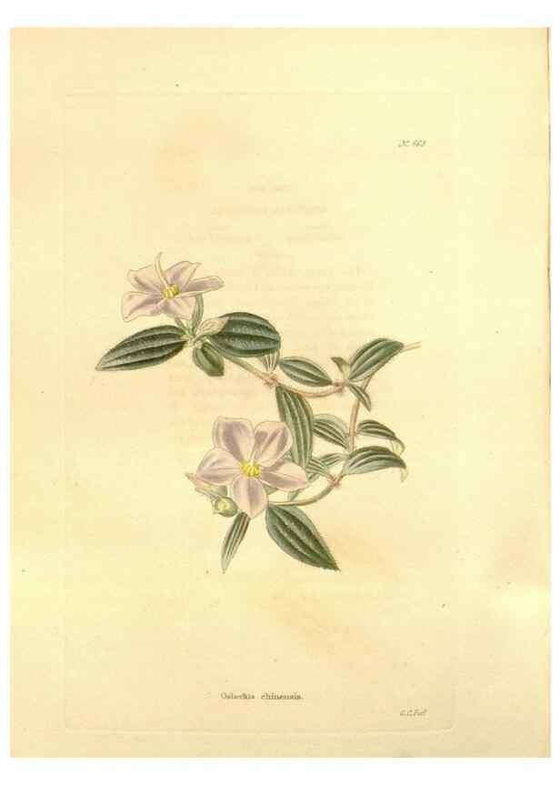 Reproducción/Reproduction 48754327722: The botanical cabinet. London :John & Arthur Arch ...,1817-1833.. 