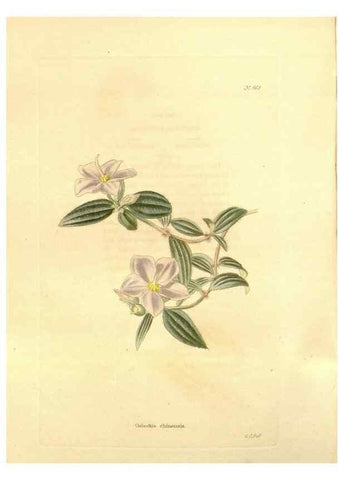 Reproducción/Reproduction 48754327722: The botanical cabinet. London :John & Arthur Arch ...,1817-1833.. 