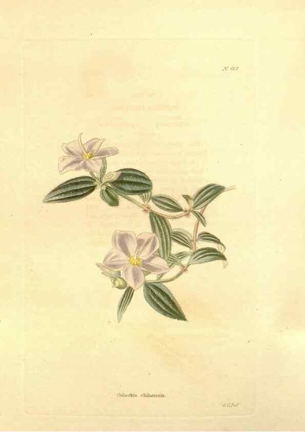 Reproducción/Reproduction 48754327722: The botanical cabinet. London :John & Arthur Arch ...,1817-1833.. 