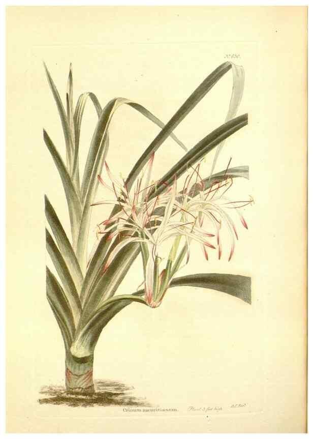 Reproducción/Reproduction 48753801778: The botanical cabinet. London :John & Arthur Arch ...,1817-1833.. 