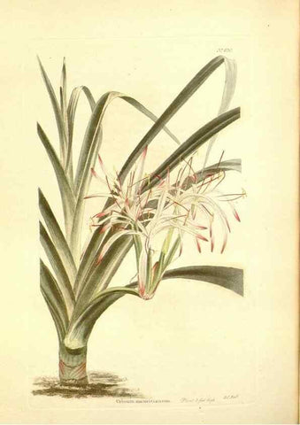 Reproducción/Reproduction 48753801778: The botanical cabinet. London :John & Arthur Arch ...,1817-1833.. 