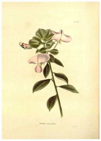 Reproducción/Reproduction 48754125116: The botanical cabinet. London :John & Arthur Arch ...,1817-1833.. 