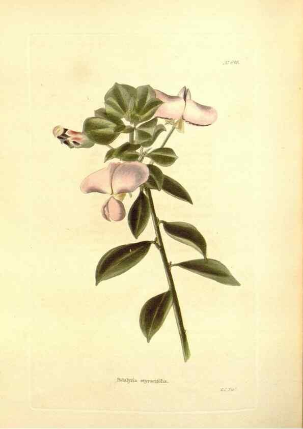 Reproducción/Reproduction 48754125116: The botanical cabinet. London :John & Arthur Arch ...,1817-1833.. 