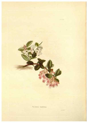 Reproducción/Reproduction 48753801333: The botanical cabinet. London :John & Arthur Arch ...,1817-1833.. 