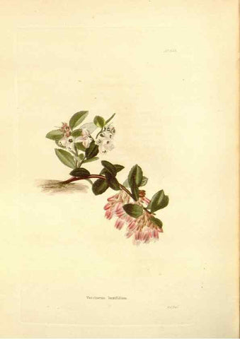 Reproducción/Reproduction 48753801333: The botanical cabinet. London :John & Arthur Arch ...,1817-1833.. 